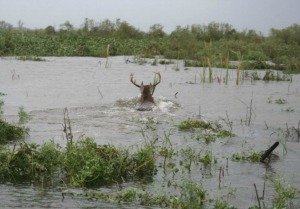 Deer in Water - Mississippi Flooding